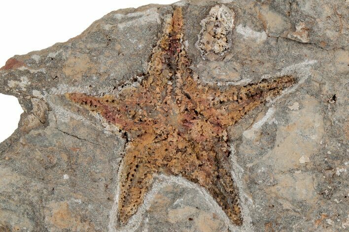 Ordovician Starfish (Petraster?) Fossil - Morocco #211421